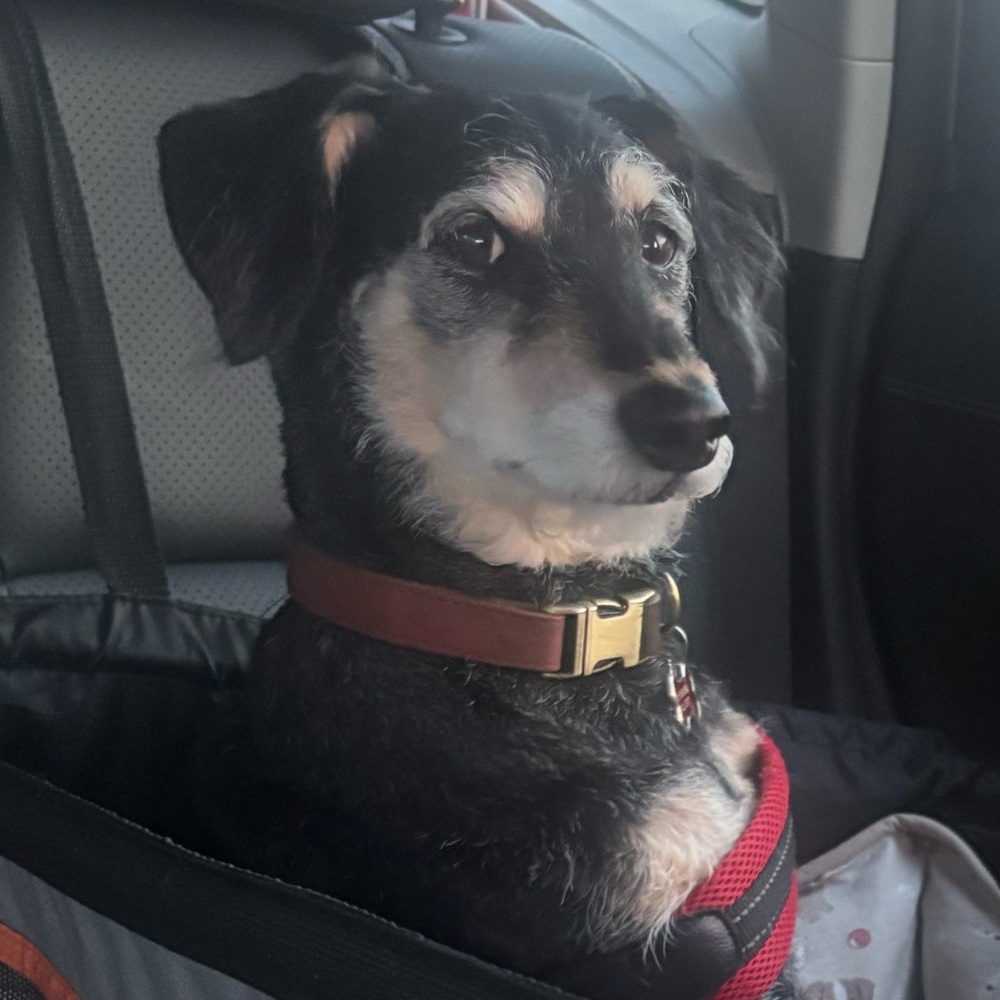 Meet your Posher, Mack